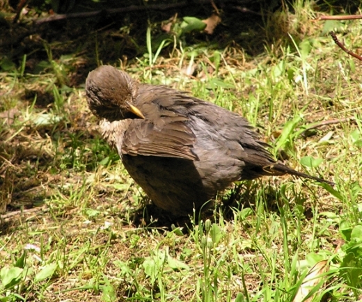 Merlo - Turdus merula. Sunbath e preening