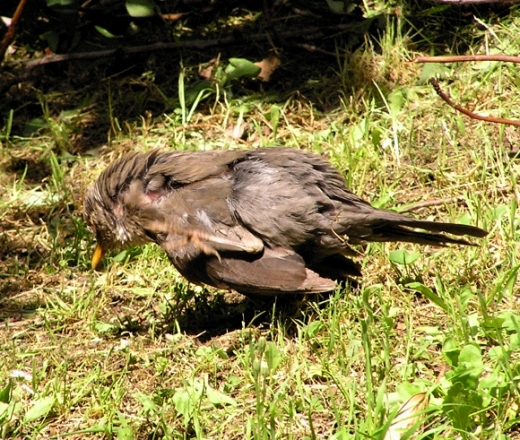 Merlo - Turdus merula. Sunbath e preening