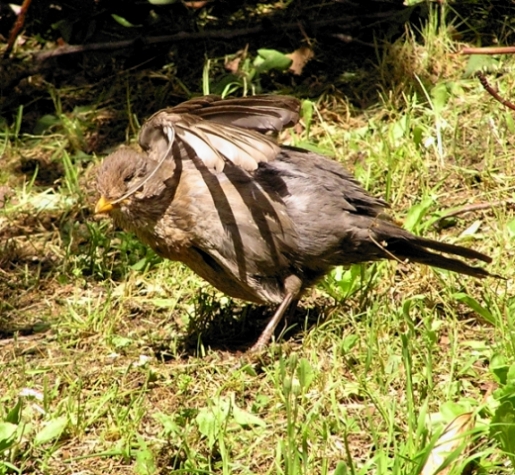 Merlo - Turdus merula. Sunbath e preening