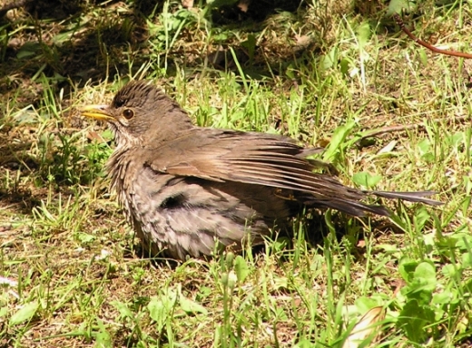 Merlo - Turdus merula. Sunbath e preening