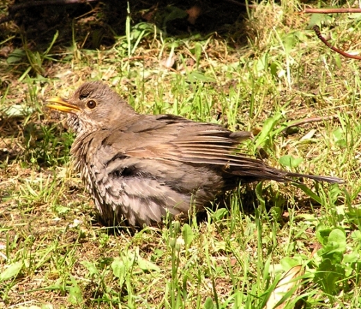 Merlo - Turdus merula. Sunbath e preening