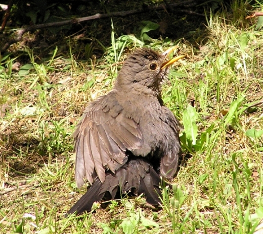 Merlo - Turdus merula. Sunbath e preening