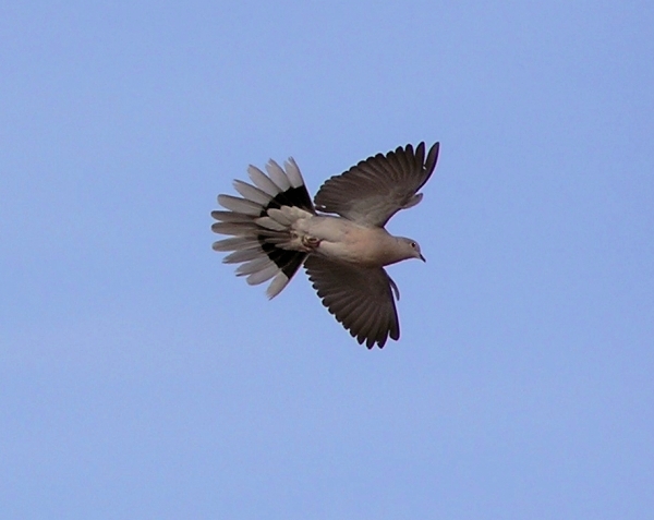 Tortora dal collare orientale - Streptopelia decaocto