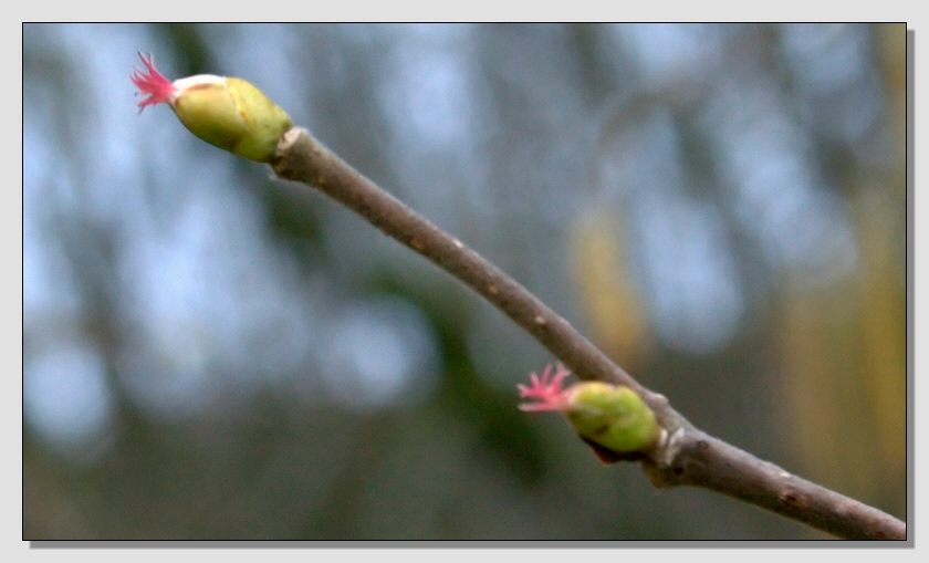 Fiori di primavera