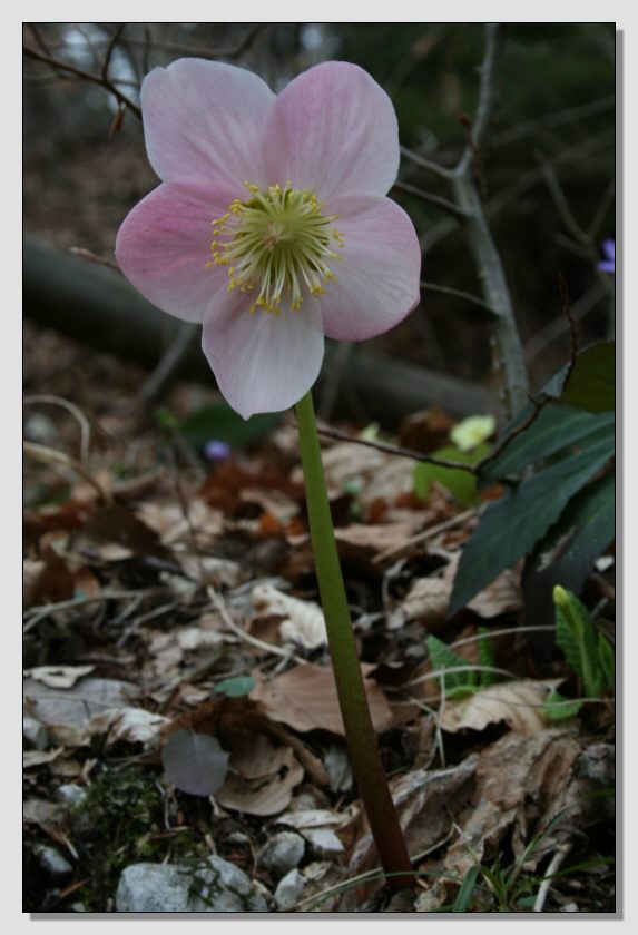 Fiori di primavera