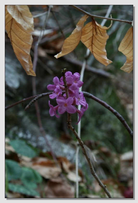 Fiori di primavera