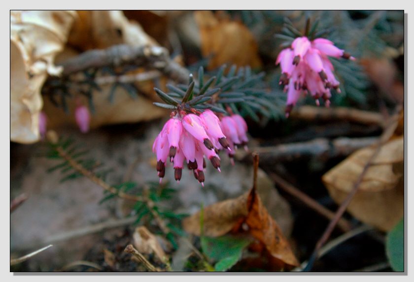 Erica carnea sotto i Castagni