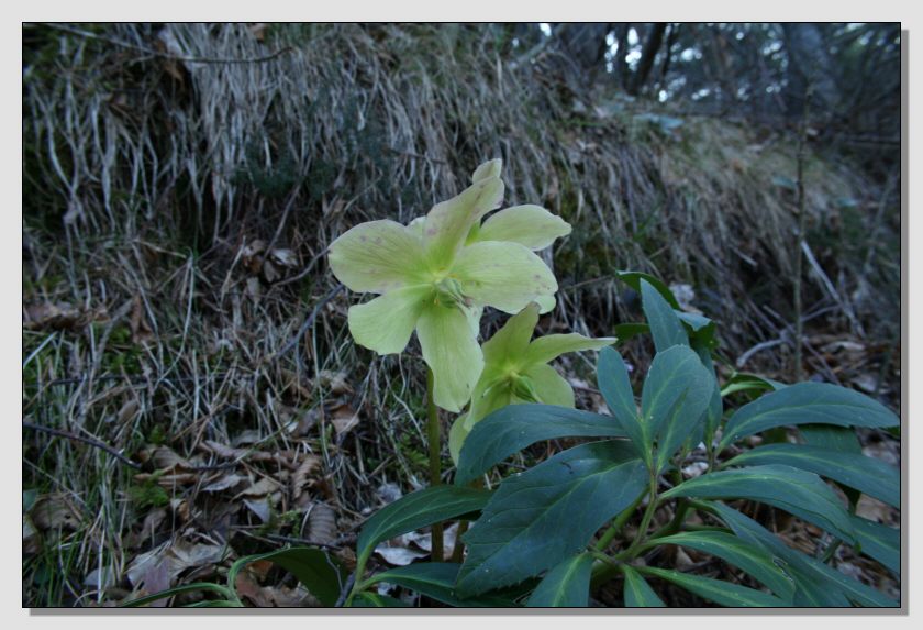 Helleborus niger / Rosa di Natale