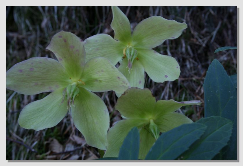 Helleborus niger / Rosa di Natale