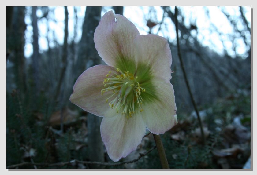 Helleborus niger / Rosa di Natale