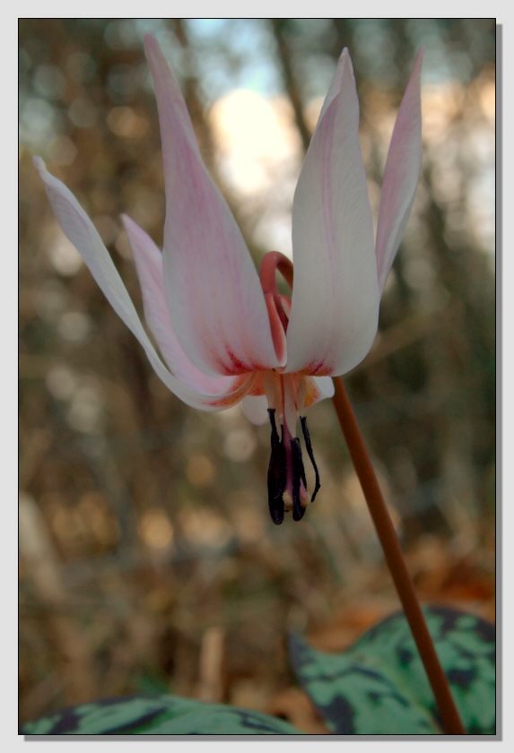 Erythronium dens-canis / Dente di cane