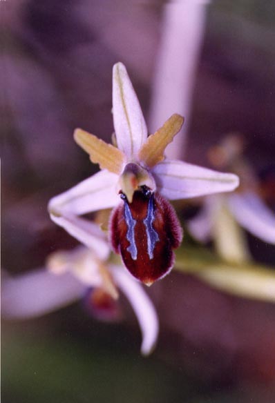 Ophrys exaltata