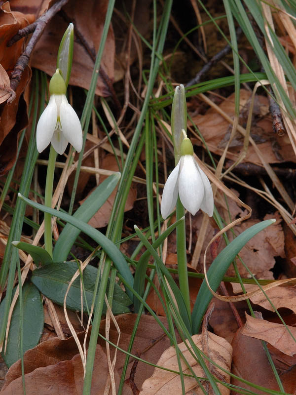 Galanthus nivalis / Bucaneve