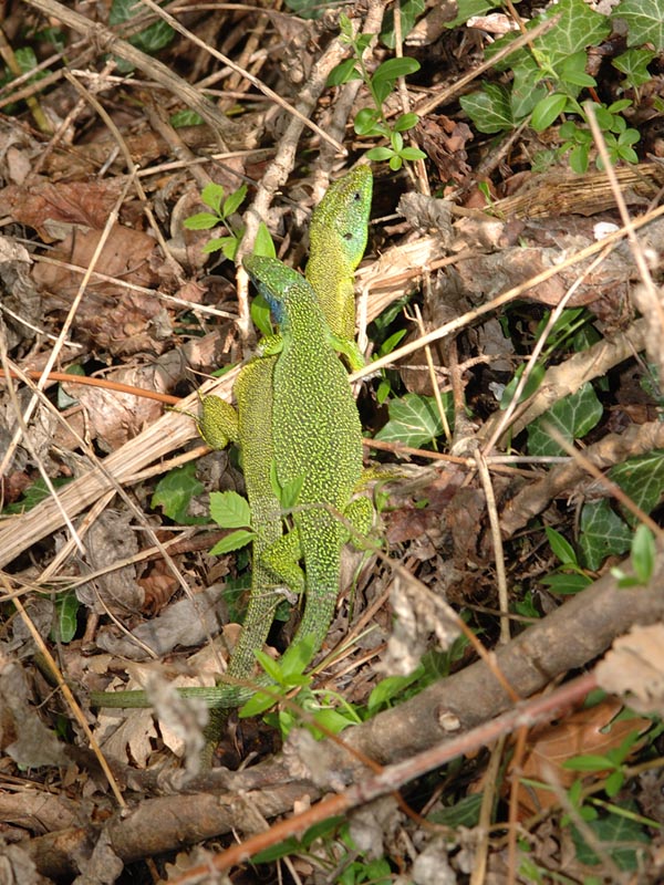 Lacerta bilineata