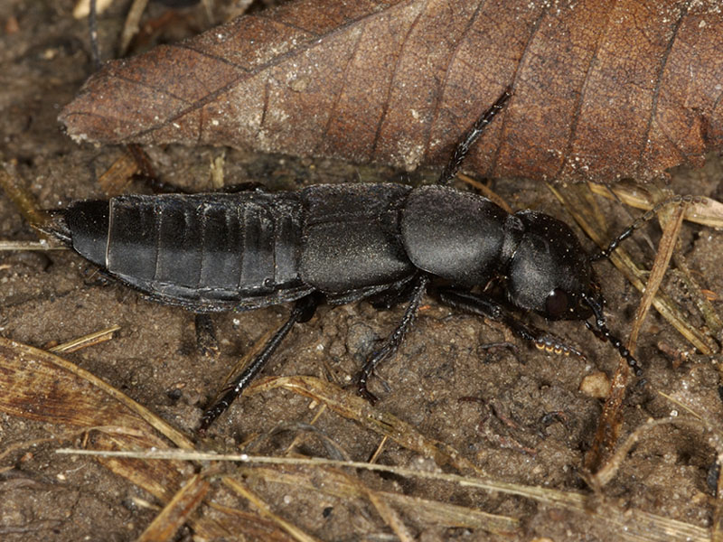 Larva di Coleoptera (Ocypus sp.)