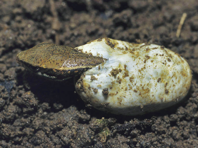 Podarcis muralis (schiusa)