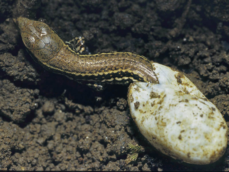 Podarcis muralis (schiusa)