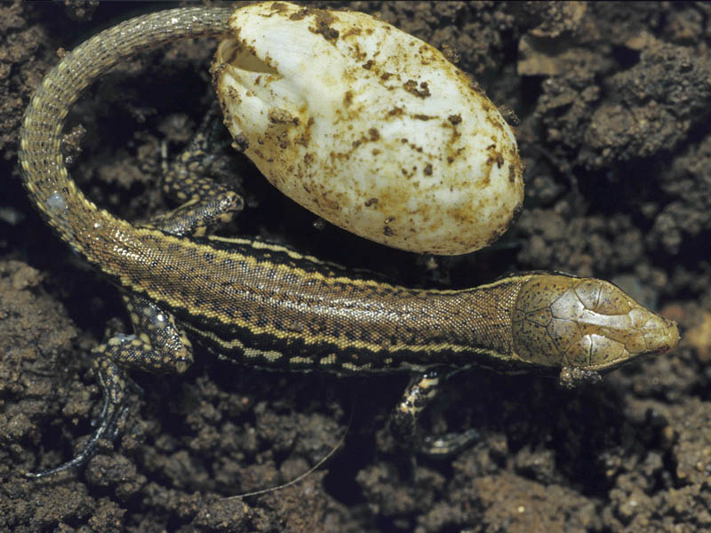 Podarcis muralis (schiusa)