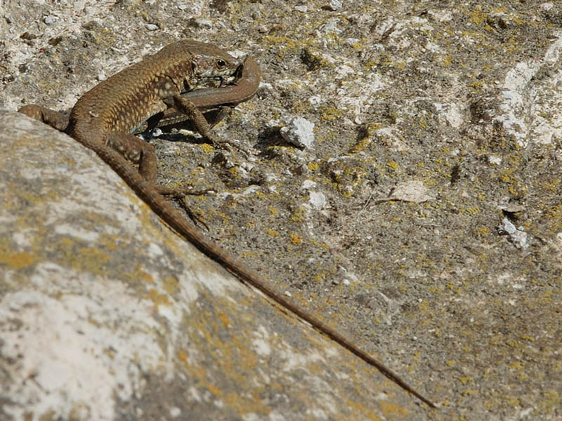 Podarcis muralis territoriale?