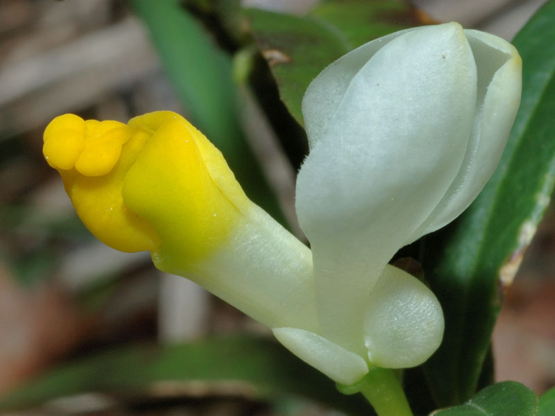 Polygaloides (=Polygala) chamaebuxus / Poligala falso-bosso