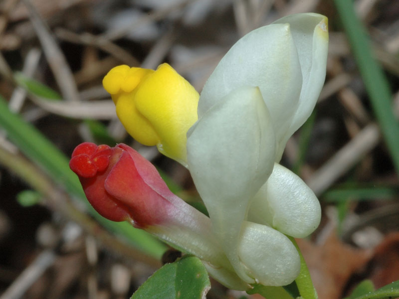 Polygaloides (=Polygala) chamaebuxus / Poligala falso-bosso