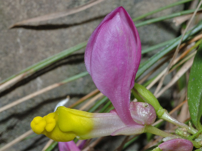 Polygaloides (=Polygala) chamaebuxus / Poligala falso-bosso