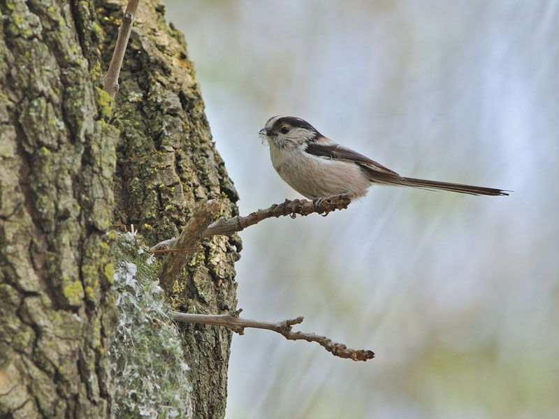 Codibugnolo - Aegithalos caudatus