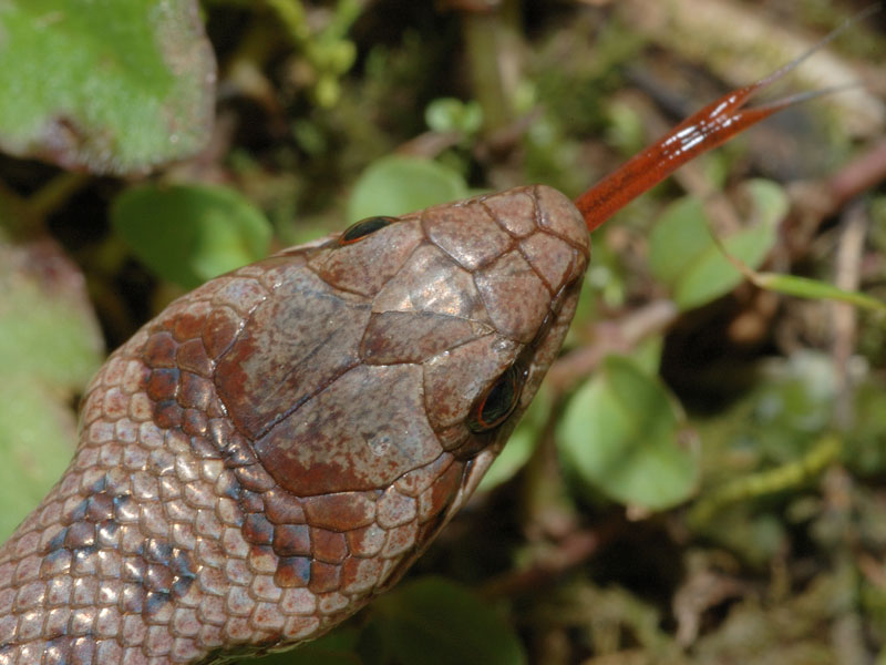 Coronella austriaca