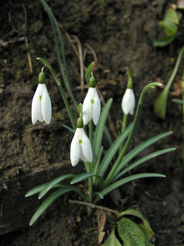 Segni di primavera