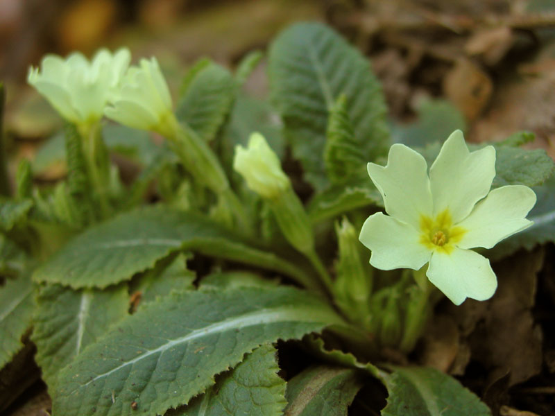 Segni di primavera