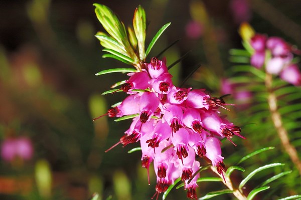 Erica carnea sotto i Castagni