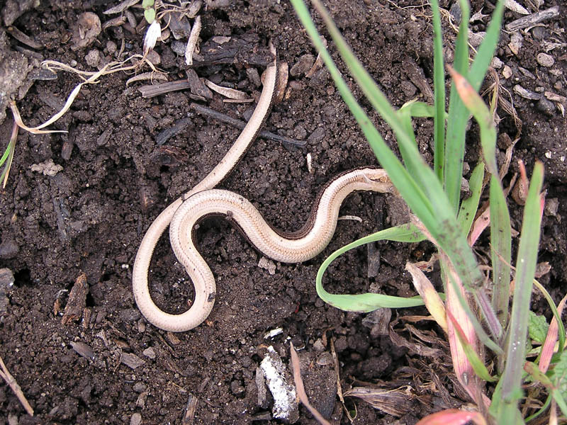 Anguis fragilis