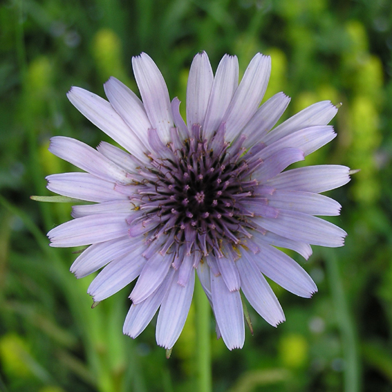 Tragopogon porrifolius / Barba di becco violetta