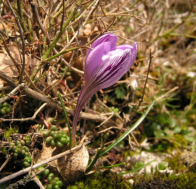 Crocus della Sardegna: Crocus sp.