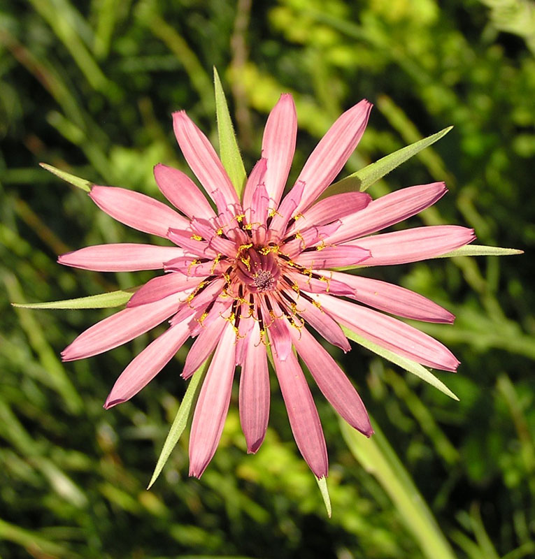 Tragopogon porrifolius / Barba di becco violetta