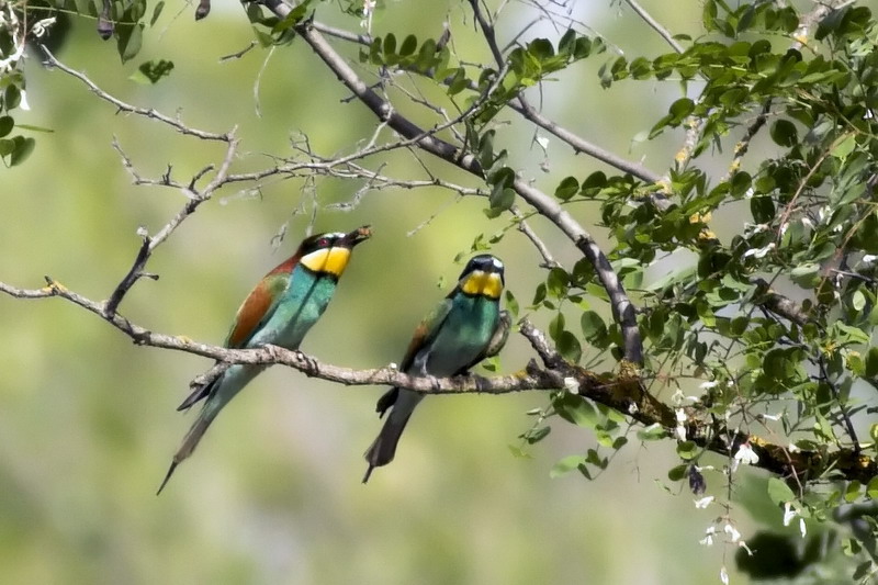 Gruccioni al parco dello Stirone!