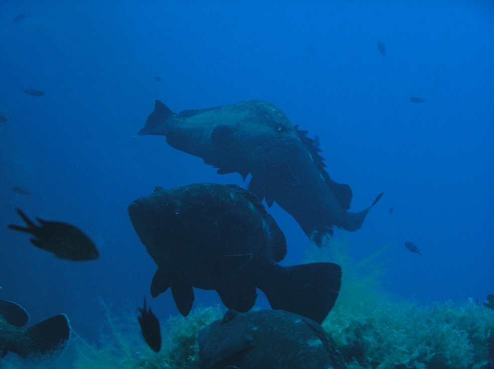 Epinephelus marginatus