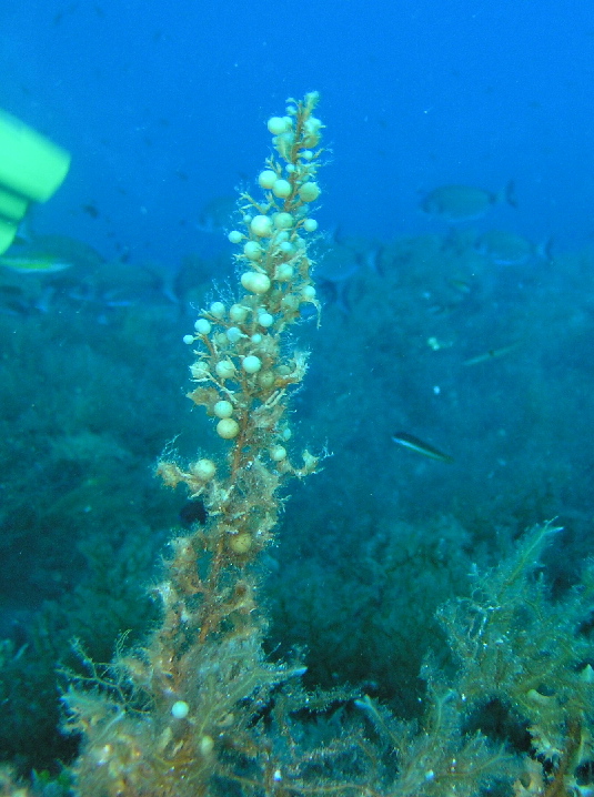 Sargassum sp.