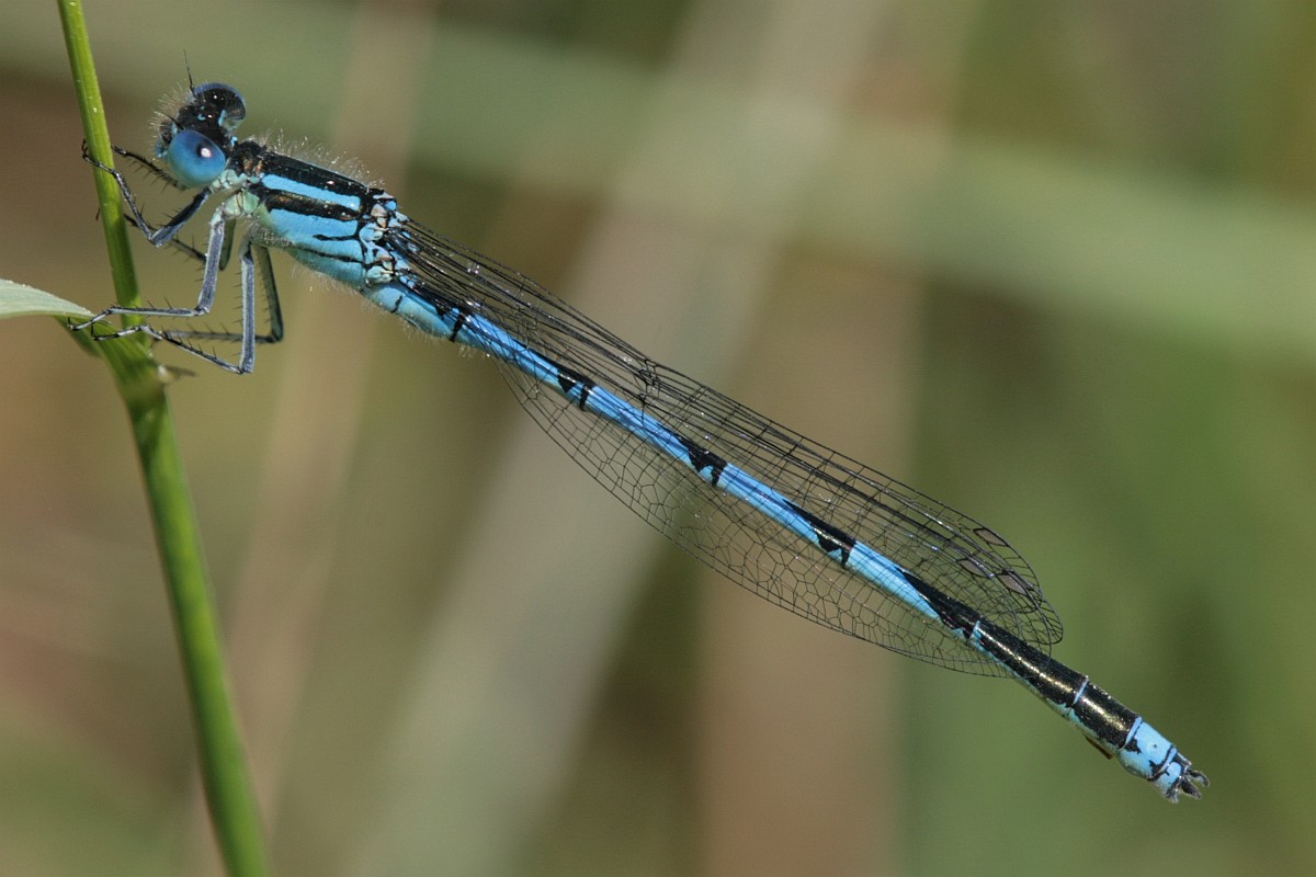 Libellula - Erythromma lindenii