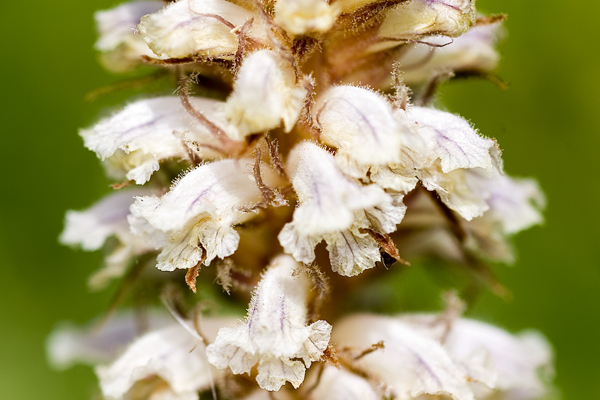 Orobanche ...