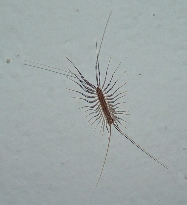 Scutigera coleoptrata