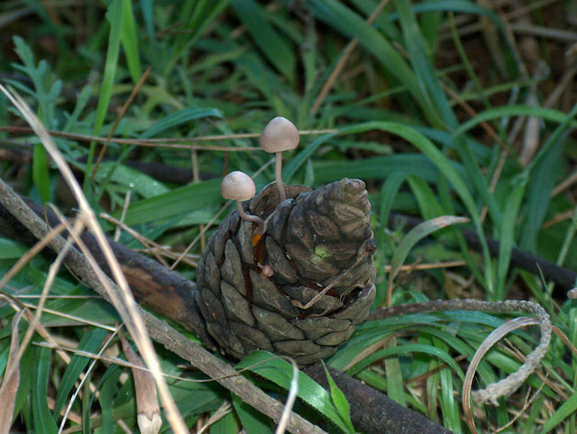 Non so quasi niente di funghi! Ma che fascino!