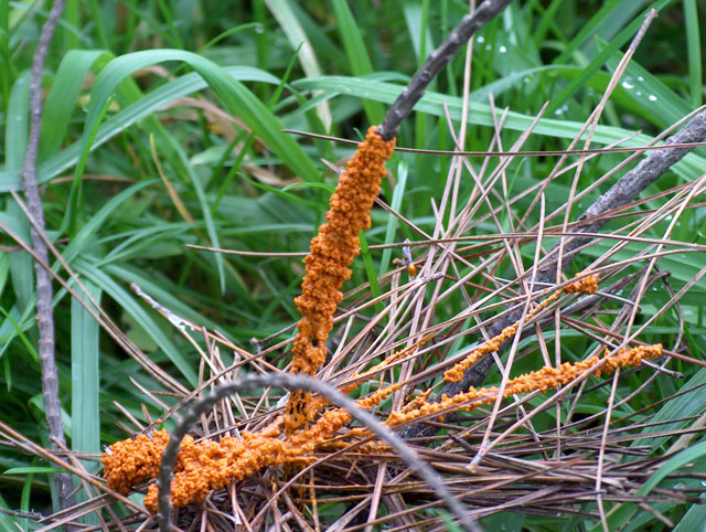 Non so quasi niente di funghi! Ma che fascino!