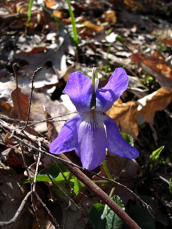 Vista la scarsit di funghi ... mi sono dato ai fiori!