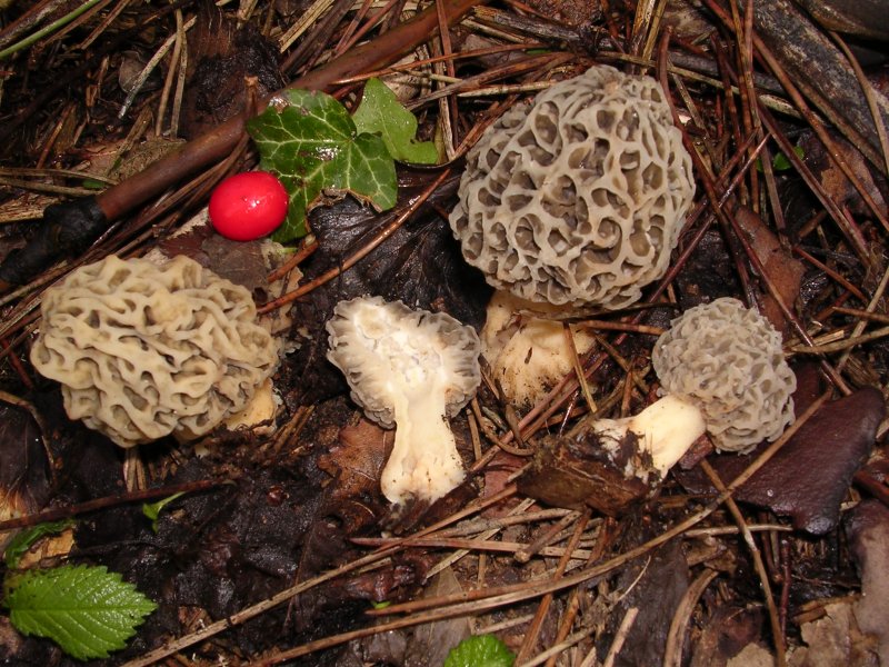 Morchellaceae