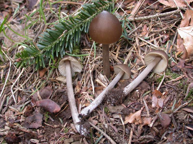 Mycoflora Toscana - Funghi  del tardo inverno e primaverili