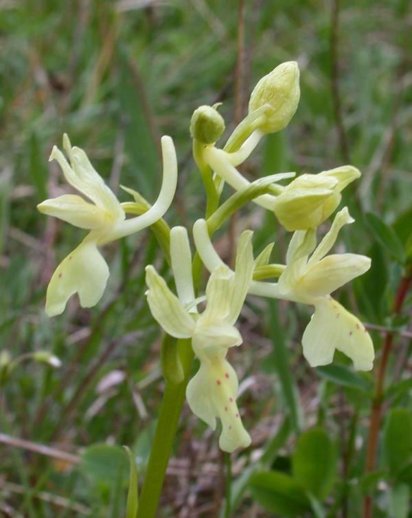 Orchidee del Chianti - Flora toscana