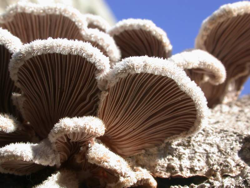 Mycoflora Toscana - Funghi  del tardo inverno e primaverili