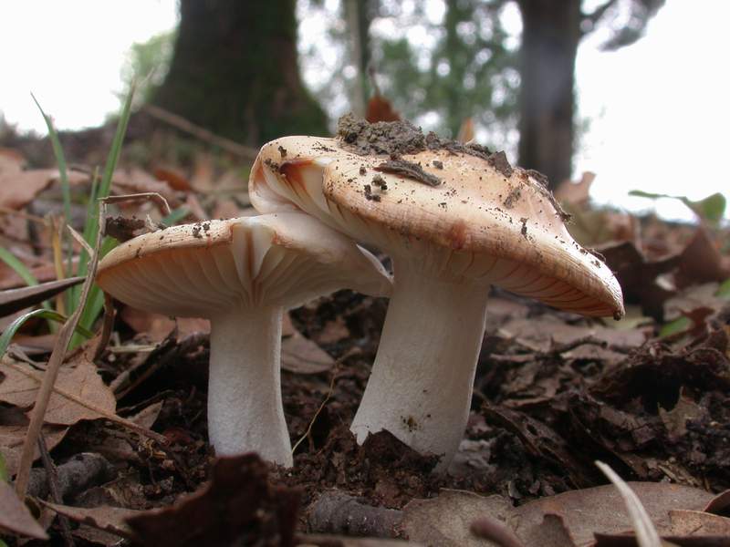 Mycoflora Toscana - Funghi  del tardo inverno e primaverili