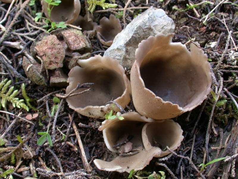 Mycoflora Toscana - Funghi  del tardo inverno e primaverili